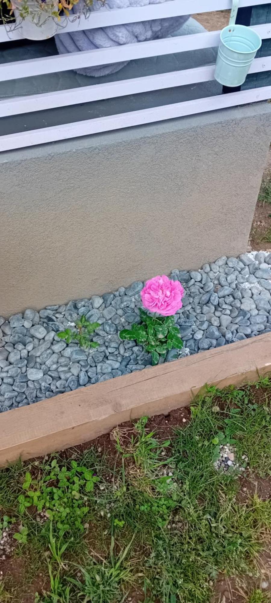 Rose Room 40M2 With Terrace 25M2 In Greeny Area For 4 Person ลูบลิยานา ภายนอก รูปภาพ
